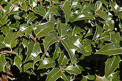 Dragon Lady Holly (Ilex x aquipernyi 'Meschick') at Lakeshore Garden Centres