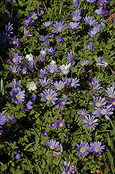 Grecian Windflower (Anemone blanda) at Lakeshore Garden Centres