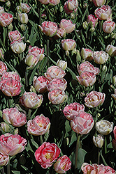 Angelique Tulip (Tulipa 'Angelique') at Lakeshore Garden Centres