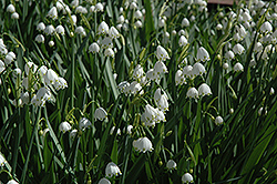 Gravetye Giant Summer Snowflake (Leucojum aestivum 'Gravetye Giant') at Lakeshore Garden Centres