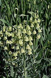 Ivory Bells Fritillaria (Fritillaria persica 'Ivory Bells') at Lakeshore Garden Centres