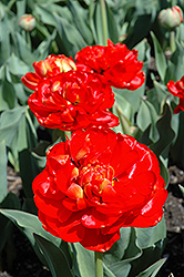Miranda Tulip (Tulipa 'Miranda') at Peter Knippel Garden Centre