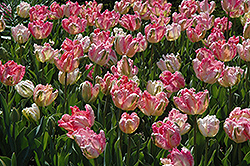 Fantasy Parrot Tulip (Tulipa 'Fantasy') at Lakeshore Garden Centres