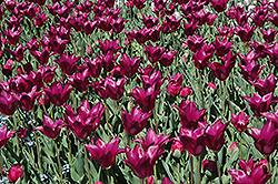 Purple Dream Tulip (Tulipa 'Purple Dream') at Peter Knippel Garden Centre