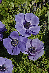 Mr. Fokker Windflower (Anemone coronaria 'Mr. Fokker') at Lakeshore Garden Centres