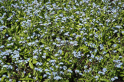 Early Bird Blue Forget-Me-Not (Myosotis sylvatica 'Early Bird Blue') at Lakeshore Garden Centres