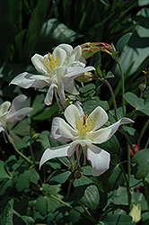 McKana White Columbine (Aquilegia 'McKana White') at Lakeshore Garden Centres