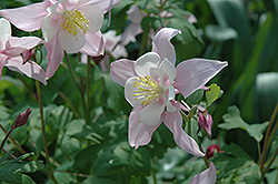 McKana Pink Columbine (Aquilegia 'McKana Pink') at Lakeshore Garden Centres