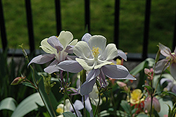 McKana Sky Blue Columbine (Aquilegia 'Mckana Sky Blue') at Lakeshore Garden Centres
