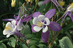 McKana Purple Columbine (Aquilegia 'McKana Purple') at Lakeshore Garden Centres