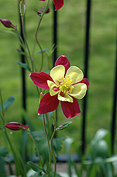 McKana Red and Yellow Columbine (Aquilegia 'McKana Red and Yellow') at Lakeshore Garden Centres