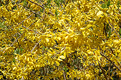 Sunrise Forsythia (Forsythia 'Sunrise') at Lakeshore Garden Centres