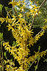 Meadowlark Forsythia (Forsythia 'Meadowlark') at Lakeshore Garden Centres