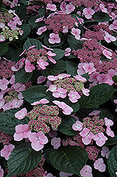 Tokyo Delight Hydrangea (Hydrangea macrophylla 'Tokyo Delight') at Lakeshore Garden Centres