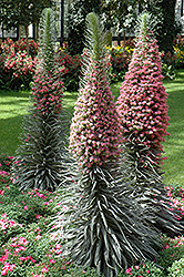 Tower of Jewels (Echium wildpretii) at Lakeshore Garden Centres