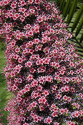 Tower of Jewels (Echium wildpretii) at Lakeshore Garden Centres