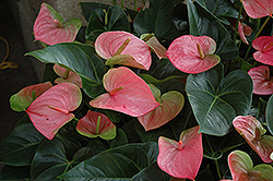 Pandola Anthurium (Anthurium 'Pandola') at Lakeshore Garden Centres