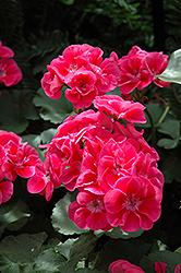 Allure Pink Sizzle Geranium (Pelargonium 'Allure Pink Sizzle') at Lakeshore Garden Centres