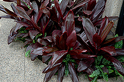 Red Bull Cordyline (Cordyline 'Red Bull') at Lakeshore Garden Centres