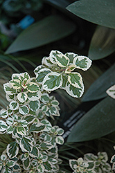 Candy Kisses Wild Sage (Syncolostemon 'Candy Kisses') at Lakeshore Garden Centres