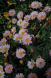 Molimba Pink Marguerite Daisy (Argyranthemum frutescens 'Argymip') at Lakeshore Garden Centres