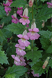 Chinese Foxglove (Rehmannia elata) at Lakeshore Garden Centres