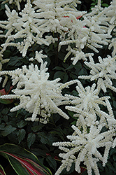 Washington Astilbe (Astilbe japonica 'Washington') at Lakeshore Garden Centres