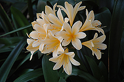 Golden Dragon Clivia (Clivia 'Golden Dragon') at Lakeshore Garden Centres