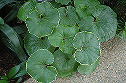 Kinkan Leopard Plant (Farfugium japonicum 'Kinkan') at Lakeshore Garden Centres