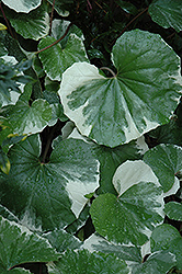 Silver Leopard Plant (Farfugium japonicum 'Argenteum') at Lakeshore Garden Centres