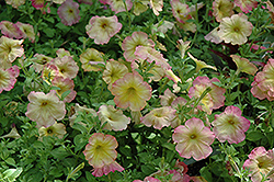 Debonair Dusty Rose Petunia (Petunia 'Debonair Dusty Rose') at Lakeshore Garden Centres