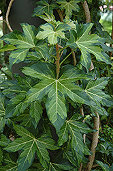 Annemieke Fatshedera (Fatshedera x lizei 'Annemieke') at Lakeshore Garden Centres