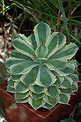 Ohi Kissho Ten Nishiki Agave (Agave parryi 'Ohi Kissho Ten Nishiki') at Lakeshore Garden Centres