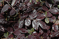 Ever Red Fringeflower (Loropetalum chinense 'Chang Nian Hong') at Lakeshore Garden Centres