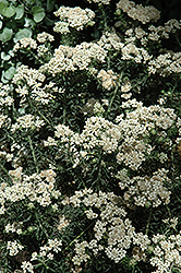 Radiance Rice Flower (Ozothamnus diosmifolius 'Radiance') at Lakeshore Garden Centres