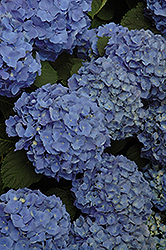 Mathilda Gutges Hydrangea (Hydrangea macrophylla 'Mathilda Gutges') at Lakeshore Garden Centres