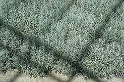 Strawflower (Helichrysum fontanesii) at Lakeshore Garden Centres