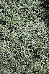 Variegated Creeping Mirror Bush (Coprosma kirkii 'Variegata') at Lakeshore Garden Centres