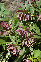 Kingston Cardinal Hellebore (Helleborus 'Kingston Cardinal') at Lakeshore Garden Centres