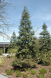 Longwood Gold Holly (Ilex x attenuata 'Longwood Gold') at Lakeshore Garden Centres