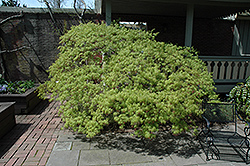 Waterfall Japanese Maple (Acer palmatum 'Waterfall') at Lakeshore Garden Centres