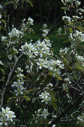 Parkhill Saskatoon (Amelanchier 'Parkhill') at Lakeshore Garden Centres