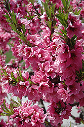 Garden Sun Peach (Prunus persica 'Garden Sun') at Lakeshore Garden Centres