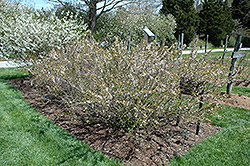 Joy Bush Cherry (Prunus 'Joy') at Lakeshore Garden Centres
