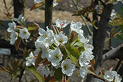 Yoinashi Asian Pear (Pyrus pyrifolia 'Yoinashi') at Lakeshore Garden Centres