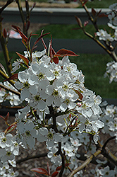 Atago Asian Pear (Pyrus pyrifolia 'Atago') at Lakeshore Garden Centres