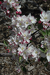 William's Pride Apple (Malus 'William's Pride') at Lakeshore Garden Centres