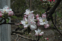 Gravenstein Apple (Malus 'Gravenstein') at Lakeshore Garden Centres