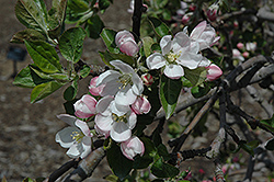 Dayton Apple (Malus 'Dayton') at Lakeshore Garden Centres
