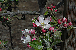 Queen Cox Apple (Malus 'Queen Cox') at Lakeshore Garden Centres